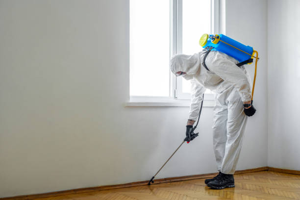 Best Wasp Removal Services  in Boonville, MO