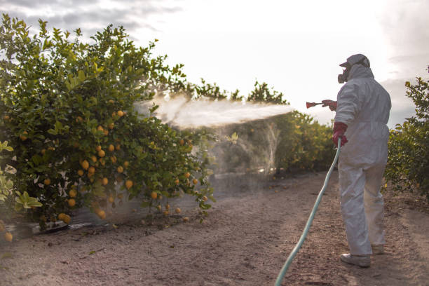 Best Wasp Removal Services  in Boonville, MO