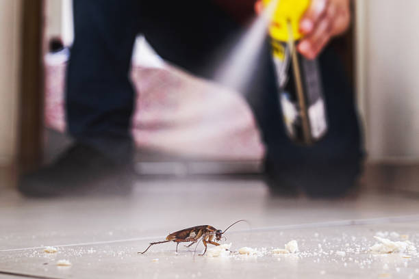 Best Ant Control Services  in Boonville, MO