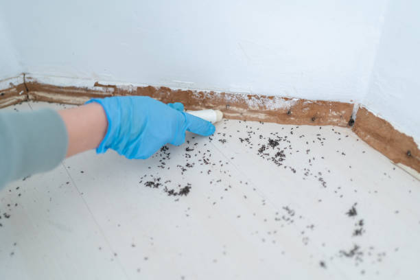 Best Cockroach Control Services  in Boonville, MO